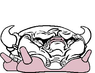 lolcow.gif