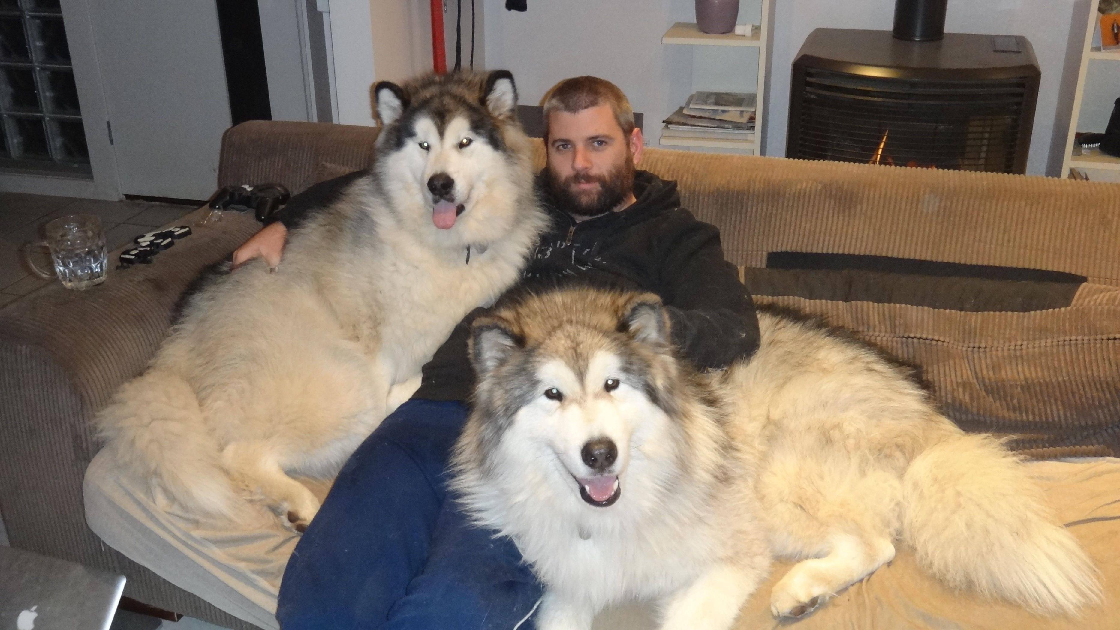 malamute.jpg