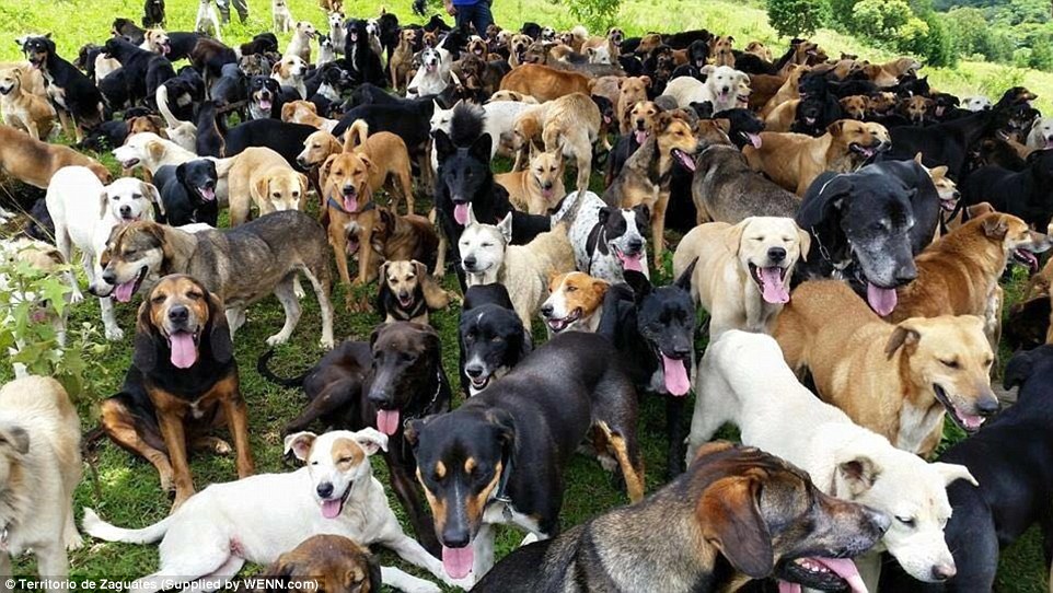 manydogs.jpg