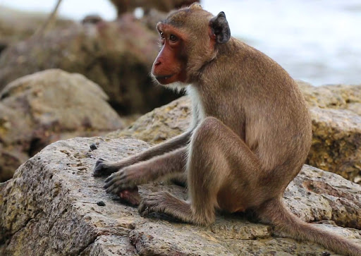 monkey sitting.jpg