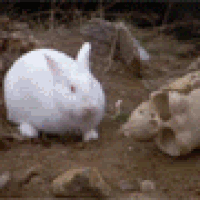 Monty python rabbit.gif
