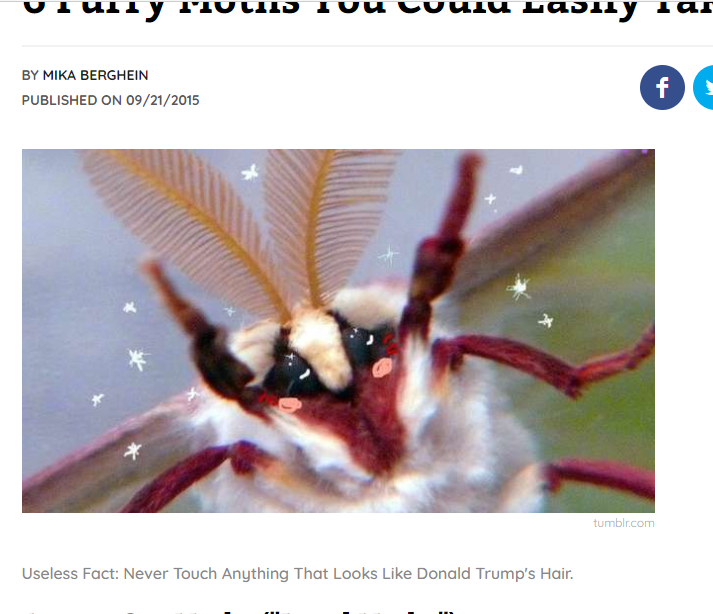 moth.png