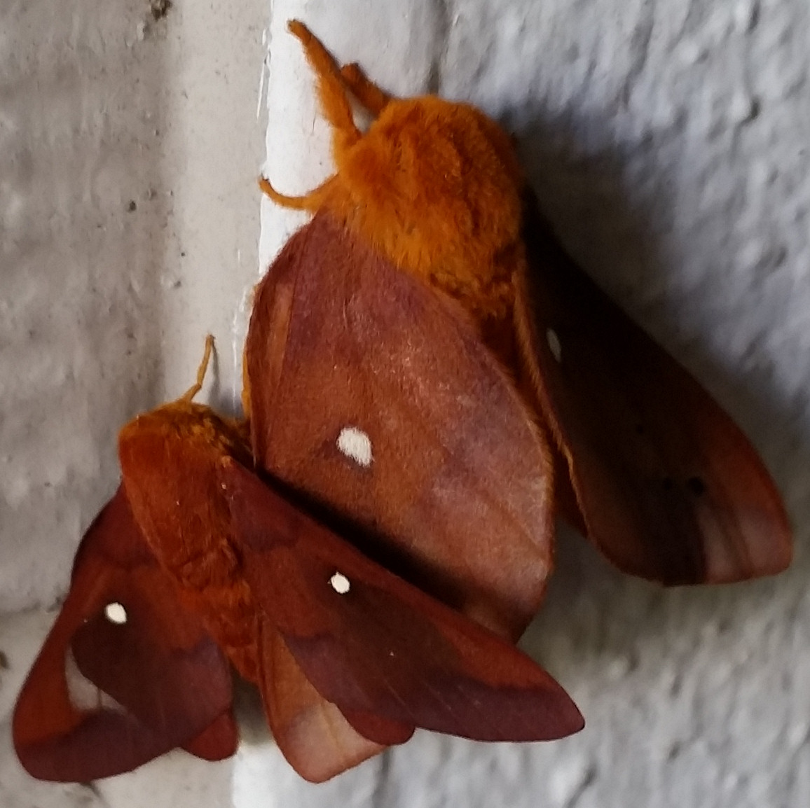 mothras.jpg
