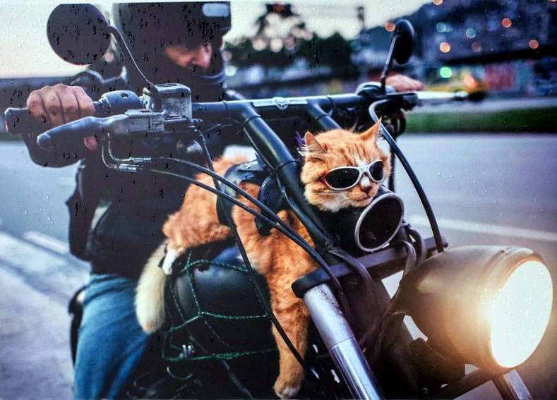 motorbikecat.webp