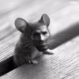 Mouse Chad - Copia.gif