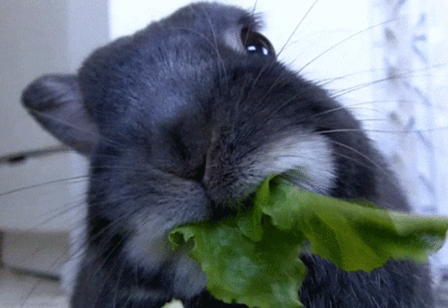 Munching away.gif