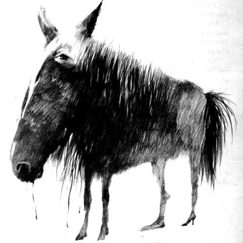 new-horse.jpg
