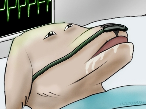 NLS.jpg