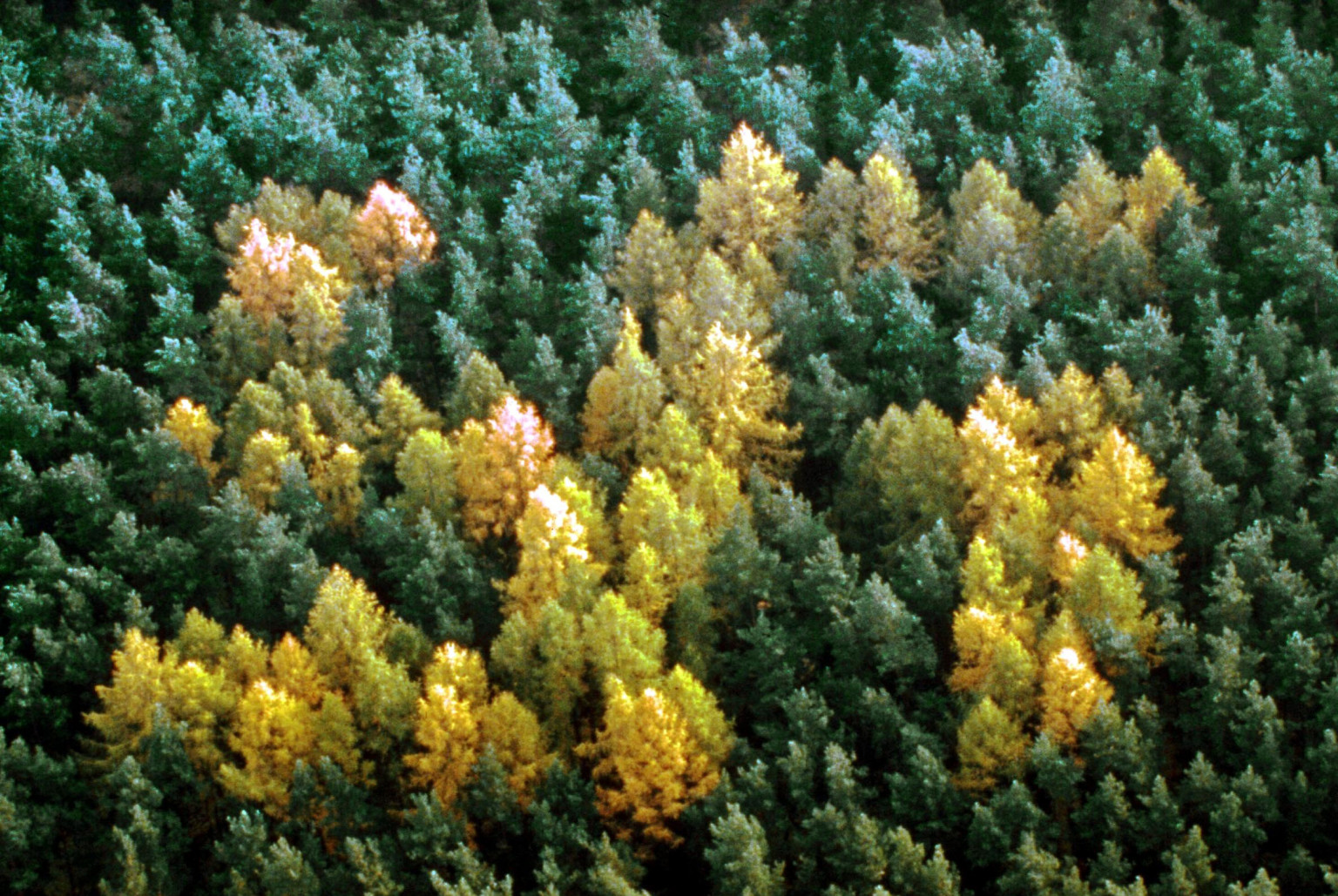o-SWASTIKA-FOREST-facebook.jpg