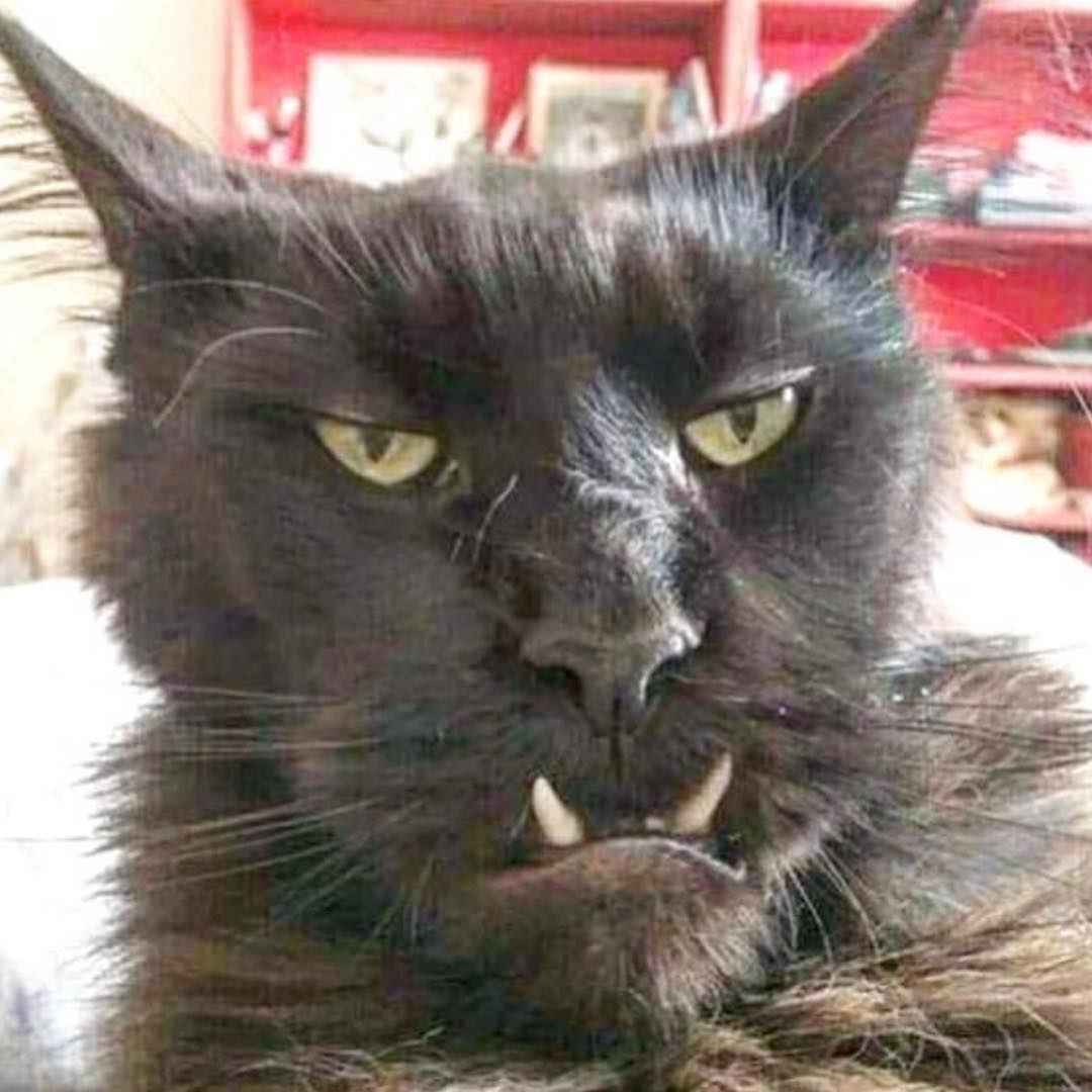 orc cat.jpg