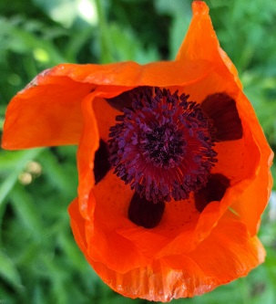 Oriental poppy.jpg