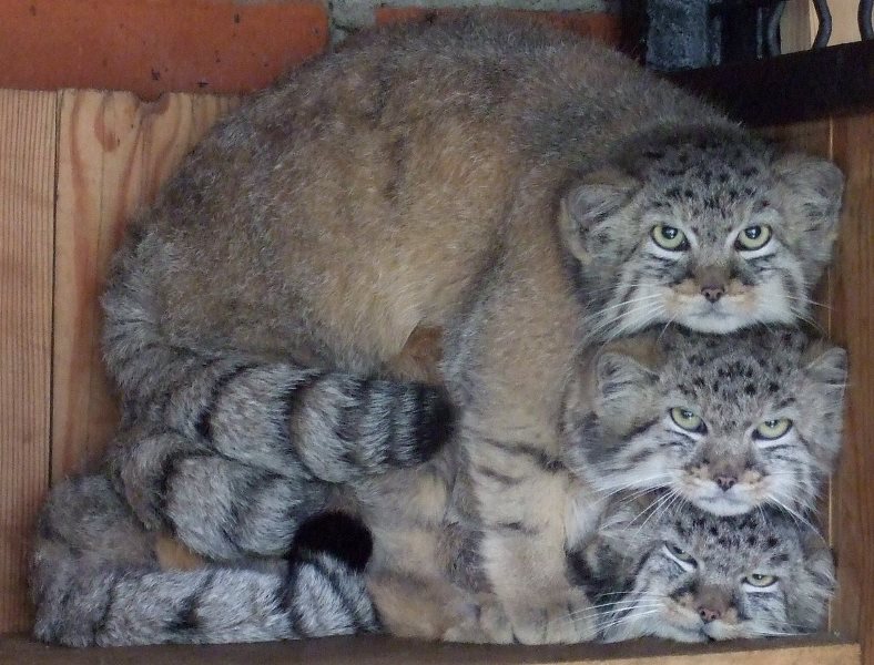 pallas'-cat-stack.jpg