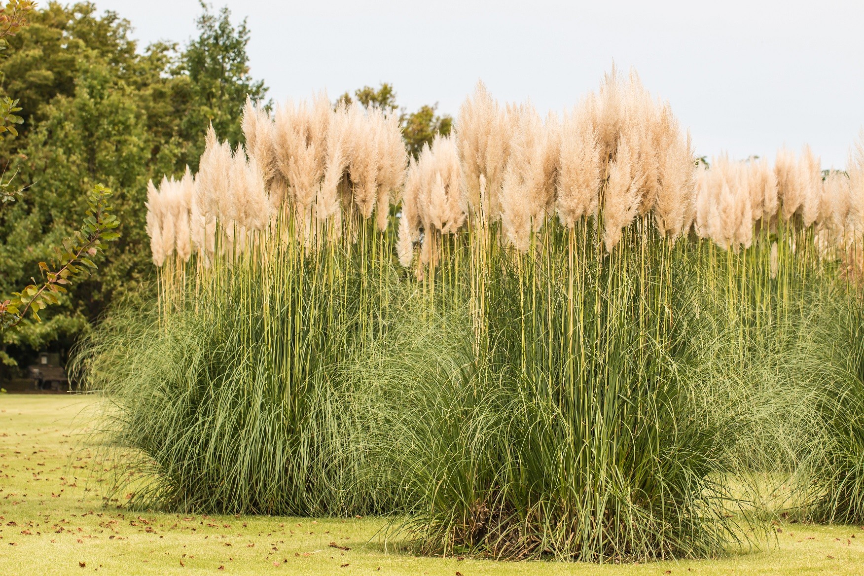 pampas-grass-hardy-adobe.jpeg