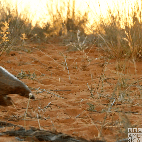 pangolin walk.gif