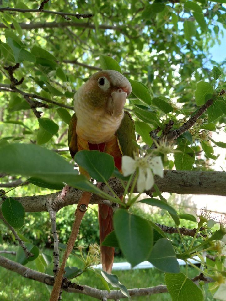 pearlpeartree1.jpg