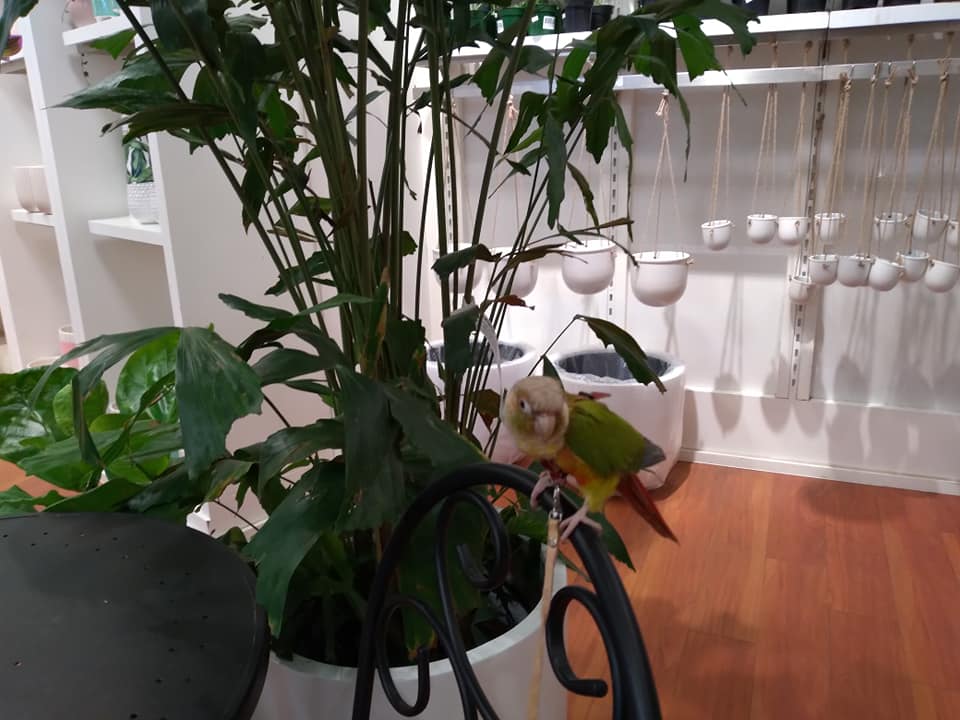 pearlplantstore.jpg