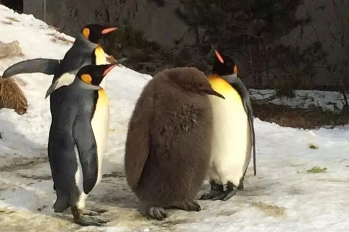 penguin bullying.png