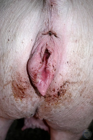 piggen.jpg