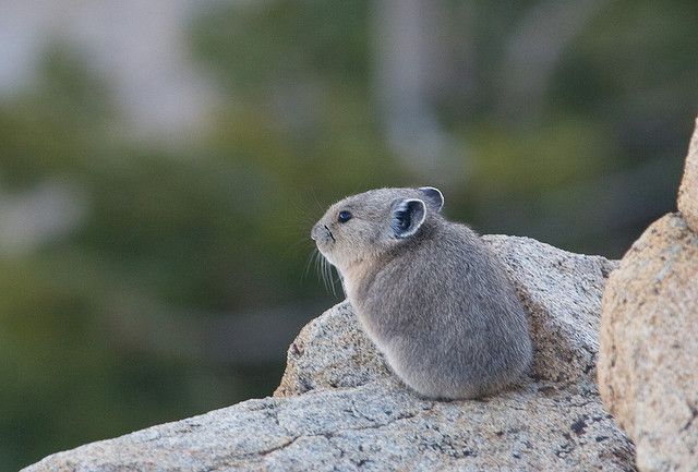 pika-flickr-kimon-berlin.jpg