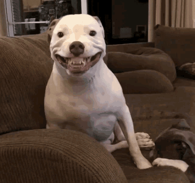 pitbull-smiling.gif