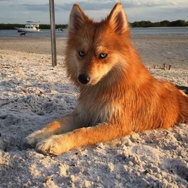 pomsky.jpg
