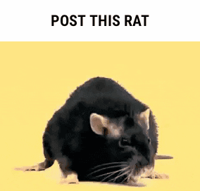 post_this_rat.gif