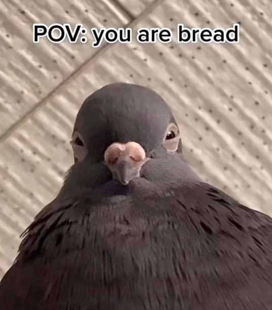 POV-you-are-bread.jpg