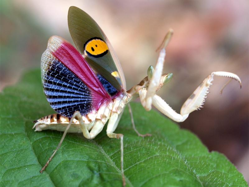 Praying Mantises - Blue Winged Mantis.jpg