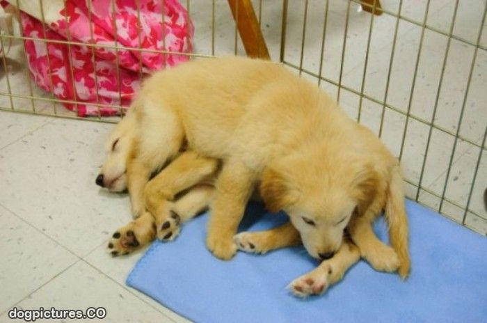 Puppy_Pile.jpg