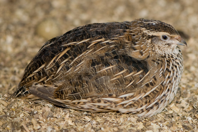 quail-5214317.jpg