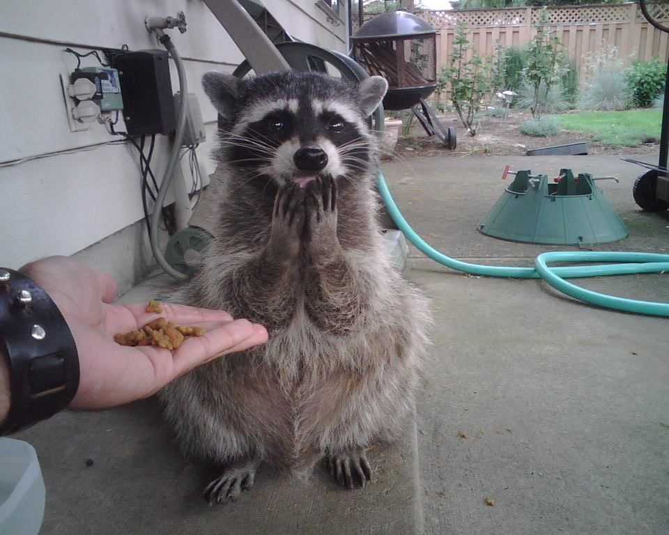racoon ooh my.jpg