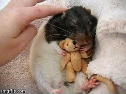rat.gif