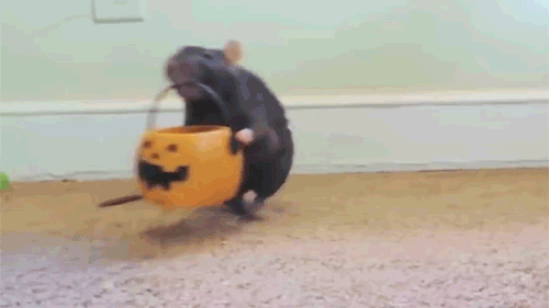 rat.gif