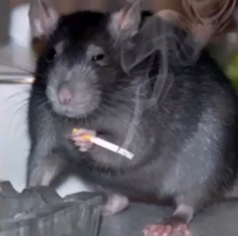 ratto.png