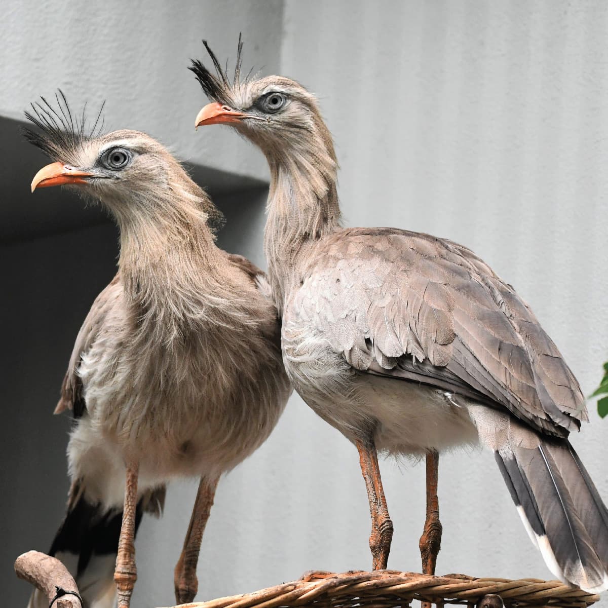 red-legged-seriema-01-01.jpg