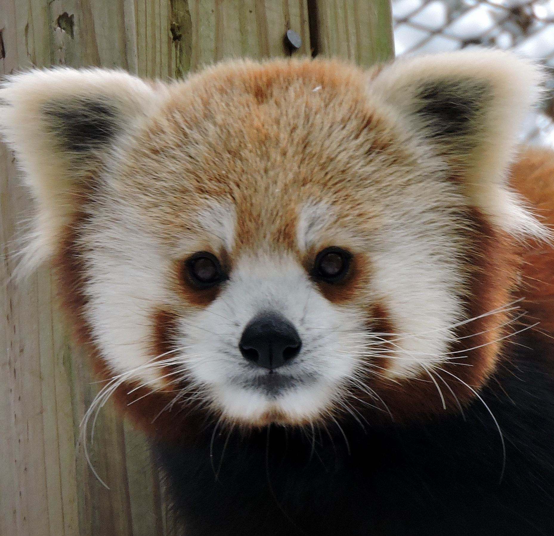 red panda staring 2.png