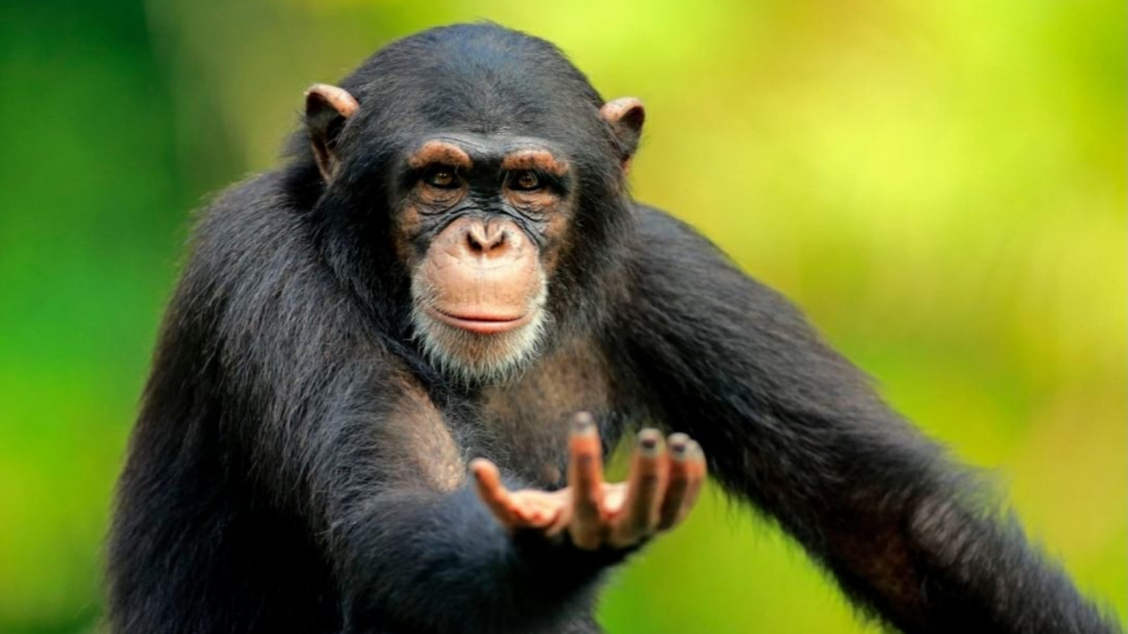 Return-to-Monke-Know-Your-Meme.jpg
