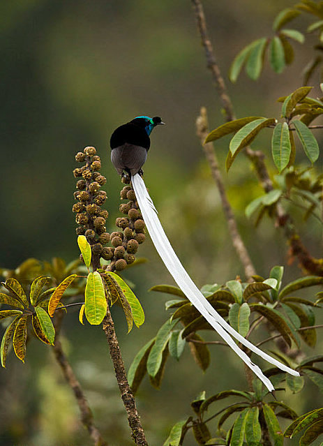 ribbontailed-001.jpg