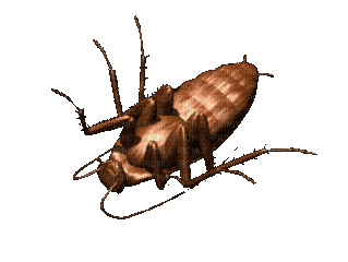 roach.gif