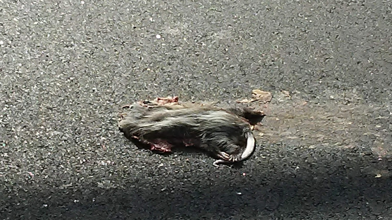 roadkill 5.jpg
