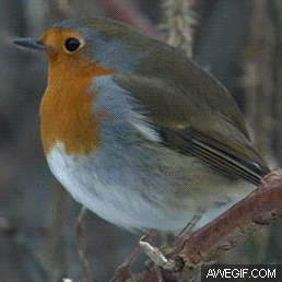 Robin.gif