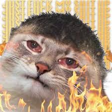 sad crying cat fuck my shit up.jpeg