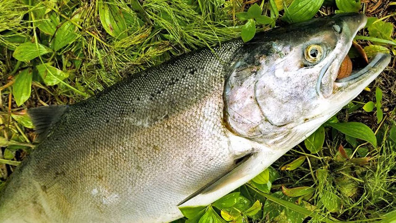 salmon.jpg