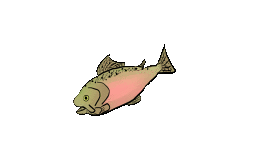 salmongif.gif