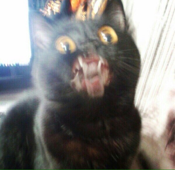 satan cat2.jpg