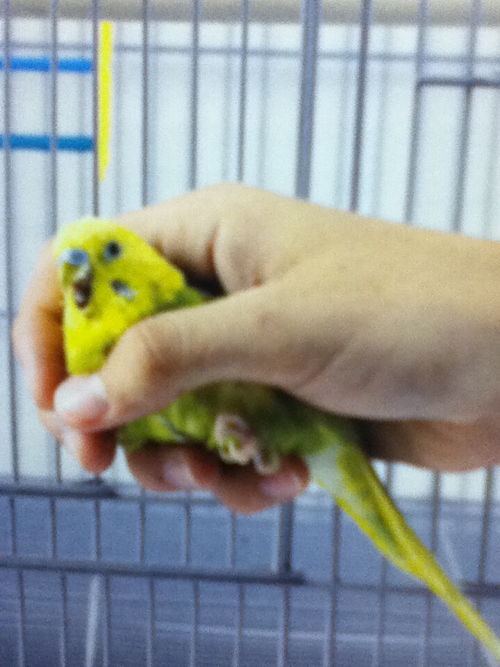 scared bird.JPG