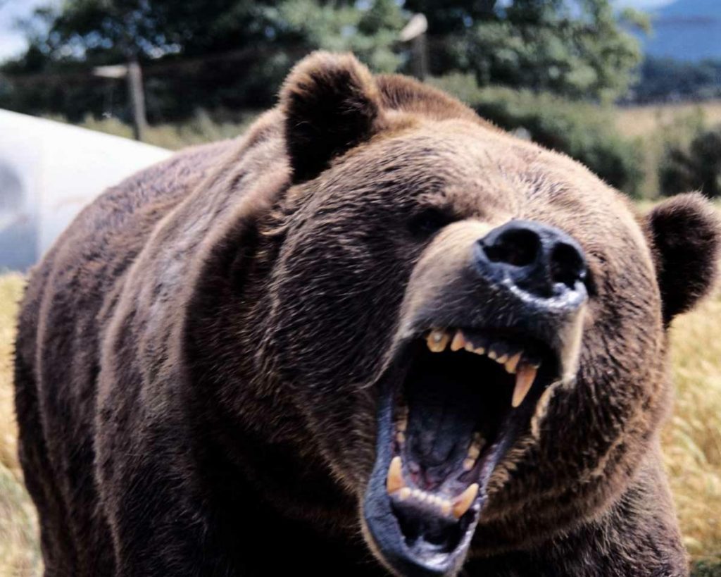 scary-angry-bear-1024x819.jpeg