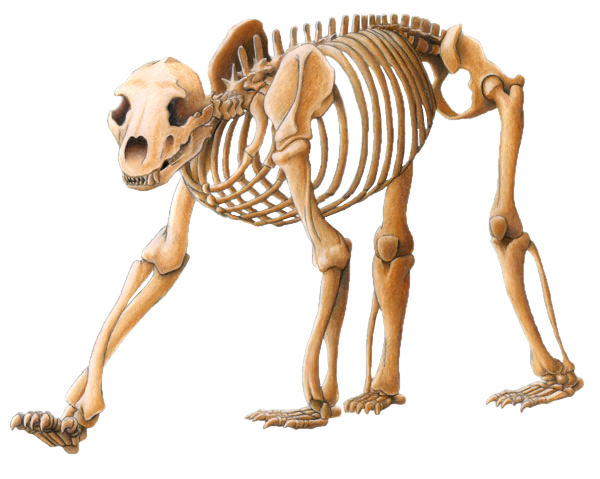 skele.png