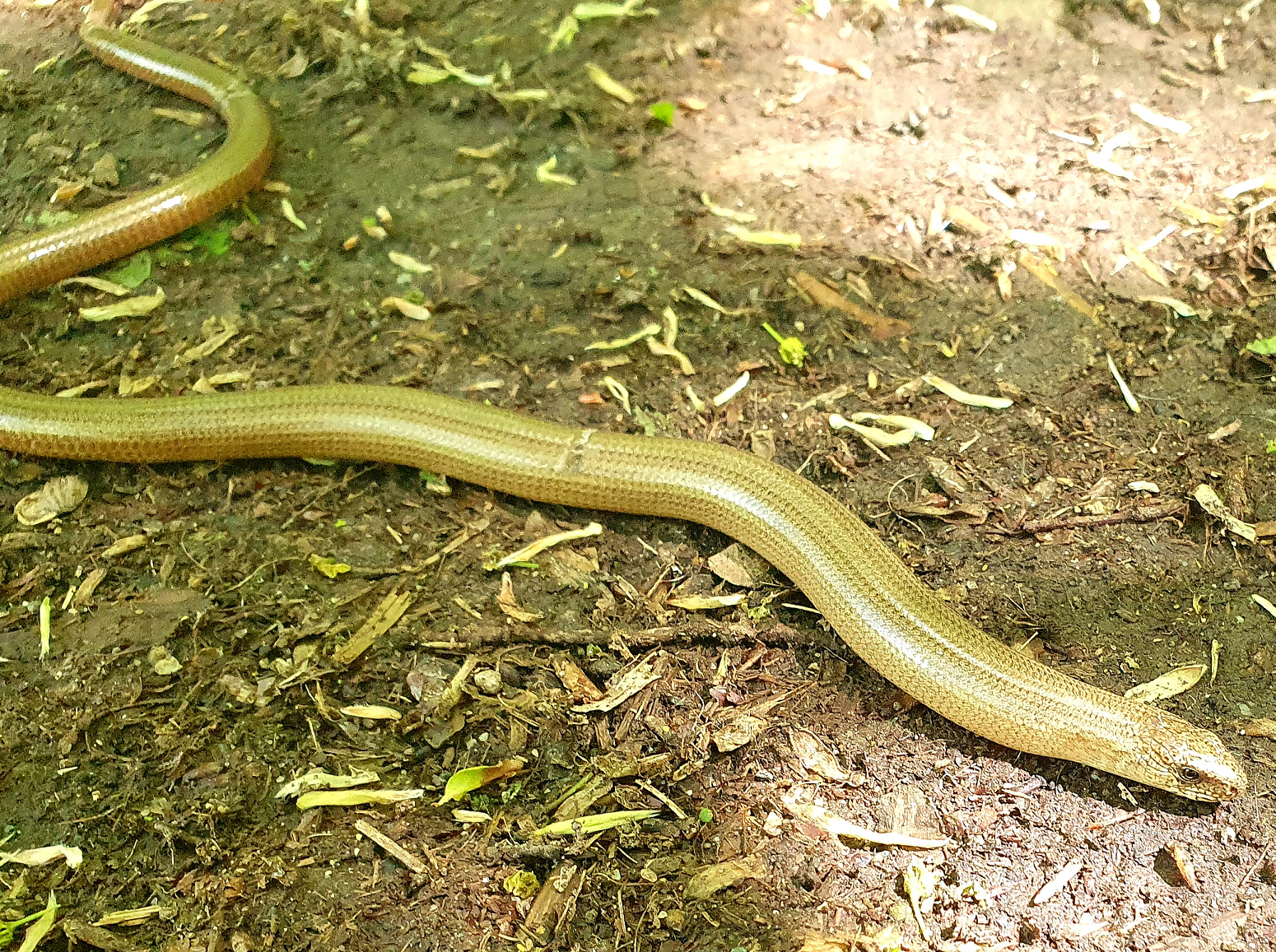 slow worm.png