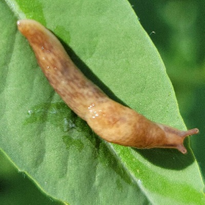 Slug.jpg